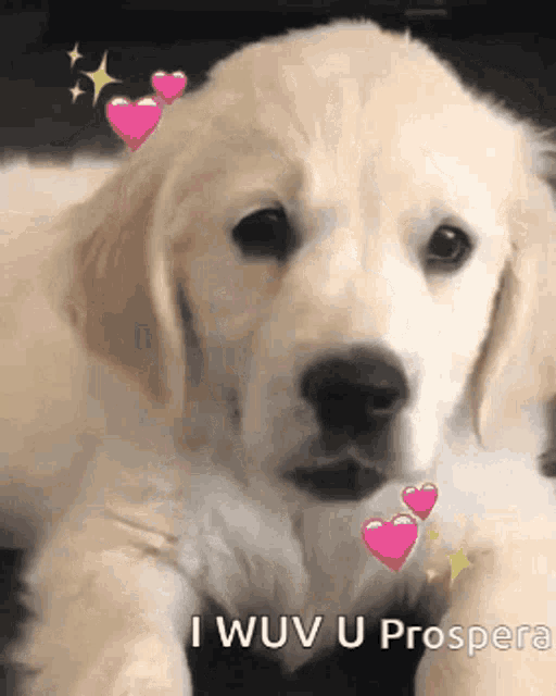 a puppy is laying down with pink hearts around it and the words i wouv u prospera