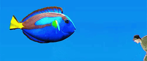 a man is standing in front of a large blue fish with a yellow tail