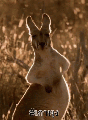 เกาพุง เกาท้อง จิงโจ้ GIF - Scratch Belly Belly Scratch Kangaroo GIFs