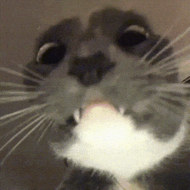 a close up of a cat 's face with a white nose