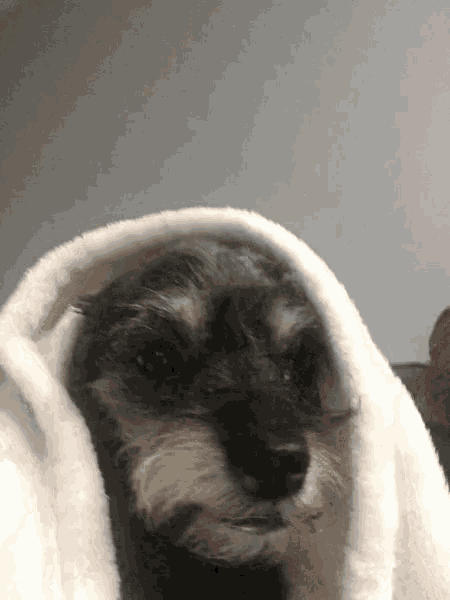 a small dog wrapped in a white blanket looks at the camera