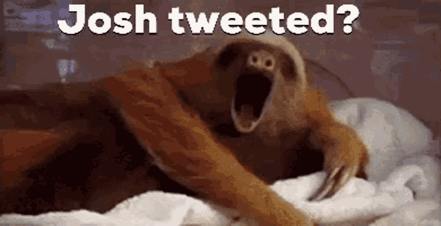 a sloth is laying on a bed with its mouth open and the words `` josh tweeted '' written above it .