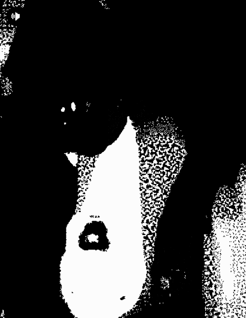 Dog GIF