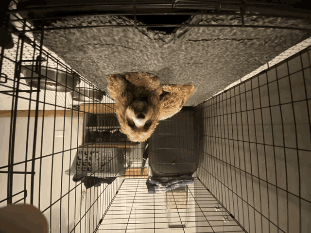 a dog is laying in a cage with a blanket on top of it