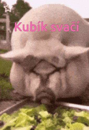 a picture of a pig eating lettuce with the words kubik svaci on the bottom