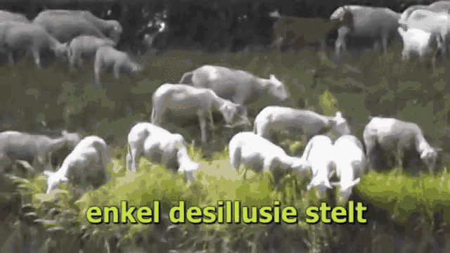 a herd of sheep grazing in a field with the words " enkel desillusie stellt "