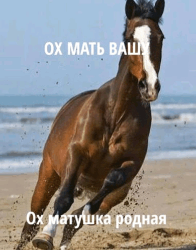 a horse is running on a beach with the words ox мать вашу written on it