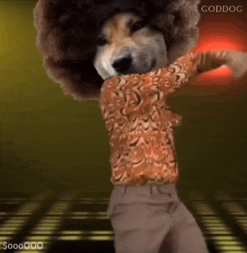 a dog with an afro on its head is dancing on a dance floor .
