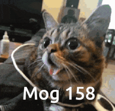 a close up of a cat with the words mog 158 written on the bottom