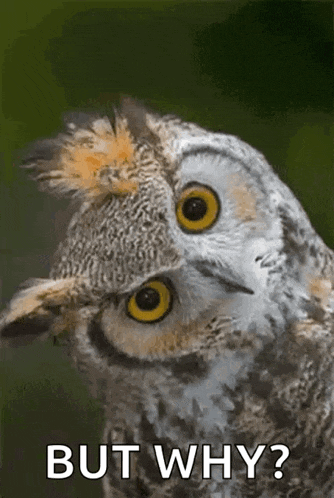 a close up of an owl 's face with the words `` but why '' below it .