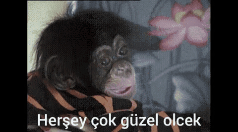 a chimpanzee is wearing a striped shirt and a flower is in the background