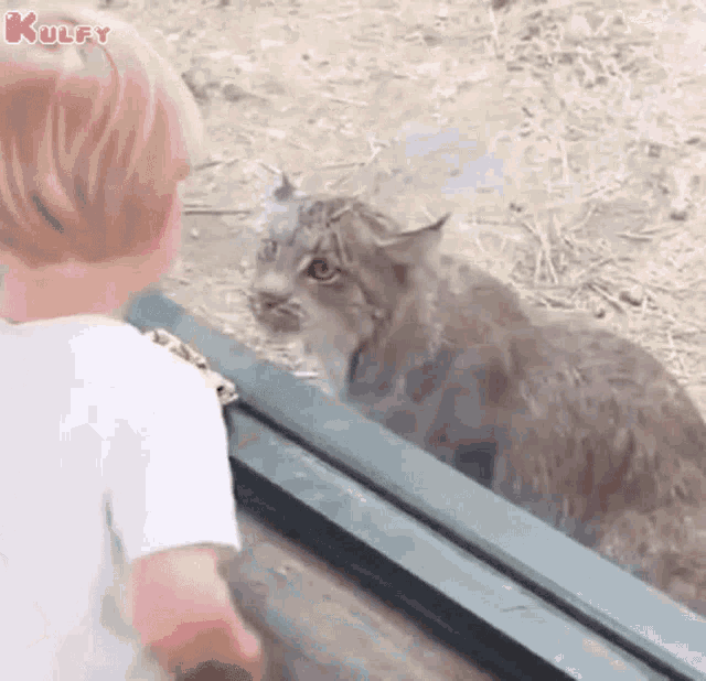 Cat Angry GIF - Cat Angry Gif GIFs