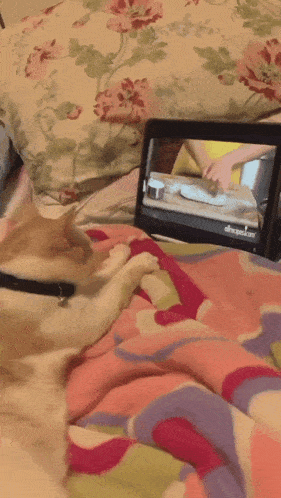 a cat laying on a bed watching a video on a tablet that says ' abc ' on the screen