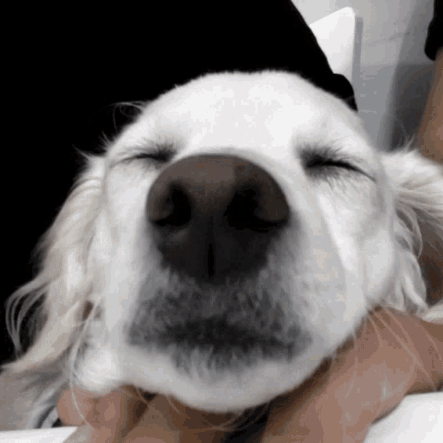 a close up of a white dog 's nose with its eyes closed