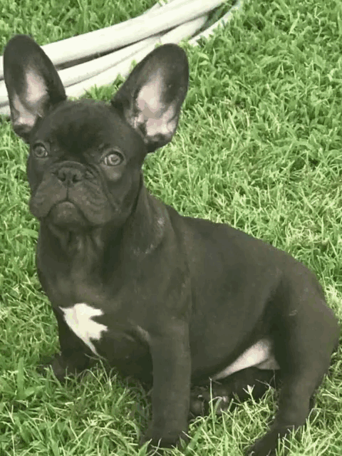 a black french bulldog puppy is sitting on the grass