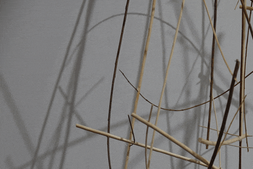 a bunch of sticks are against a white background
