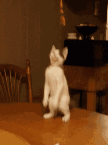 a cat is standing on its hind legs on a table