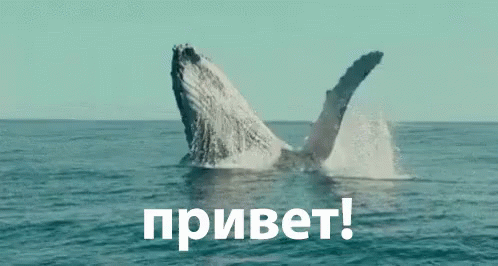 привет приветик кит GIF - Humpback Whale Breaching GIFs