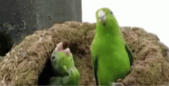 Parrot Crying GIF - Parrot Crying Wahh GIFs