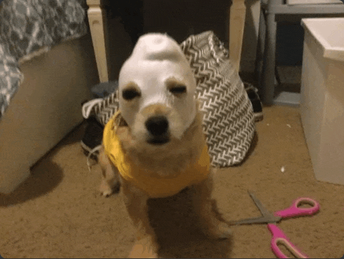 a dog wearing a yellow shirt and a bandage on its head stands next to a pair of pink scissors
