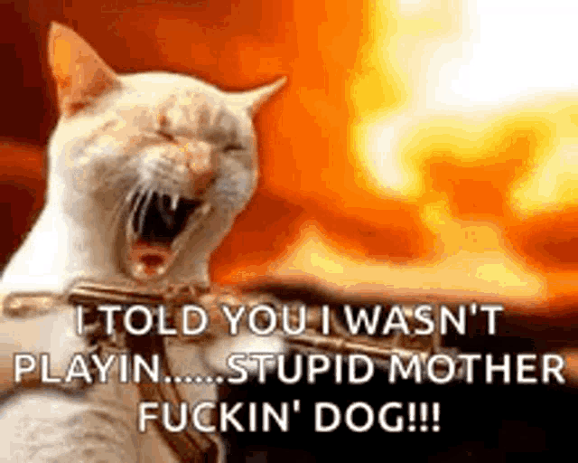 a cat is holding a gun and yelling at someone .
