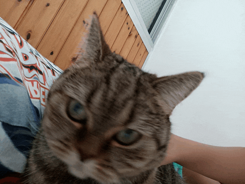 a close up of a cat 's face with a person 's hand behind it