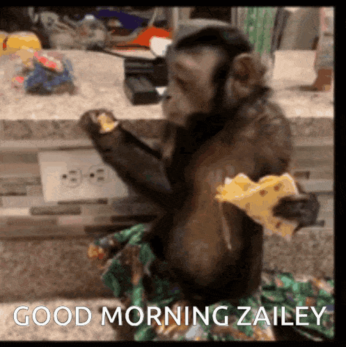 a monkey is sitting on a counter eating a slice of cheese