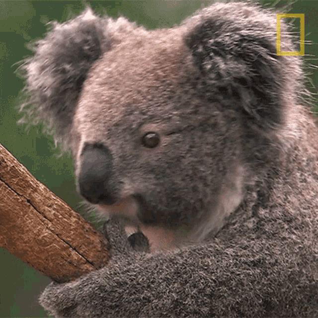 What Koalas101 GIF - What Koalas101 Perk Up GIFs