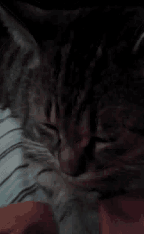 a close up of a cat laying on a bed