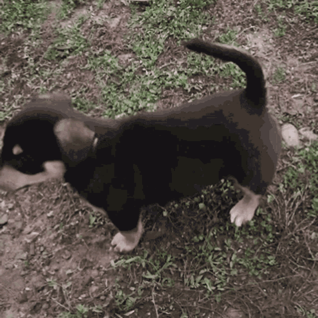 Mad Angy GIF - Mad Angy Puppy GIFs