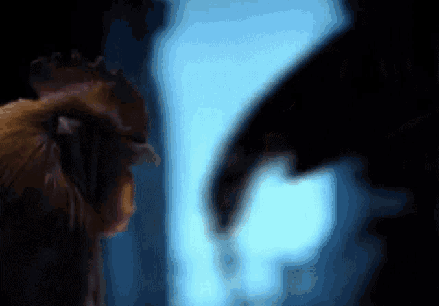 a rooster is standing next to a black bird in a dark room in a blurry photo .