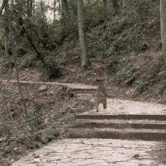 a cat walking down a set of stairs in a forest