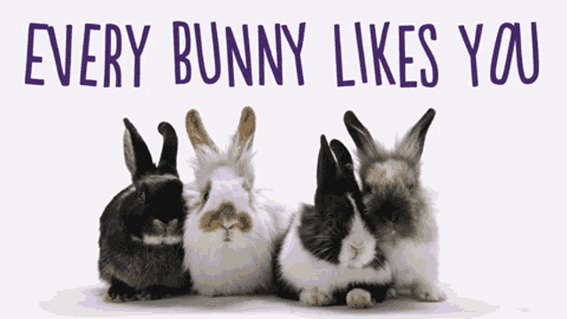 a sign that says every bunny likes you with four rabbits
