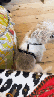 a small dog wearing a harness is sitting on a leopard print pillow