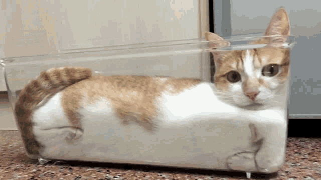Cat Squished Cat GIF - Cat Squished Cat GIFs