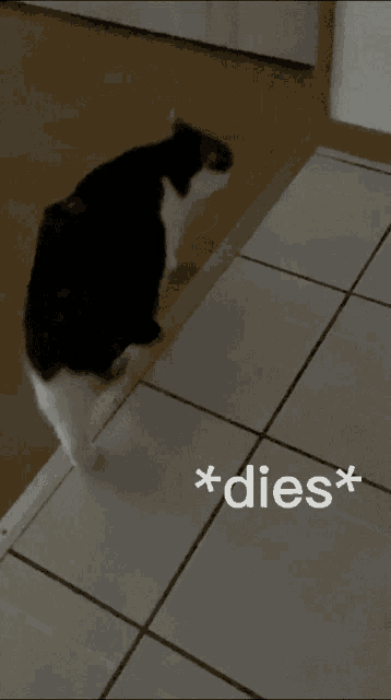 a black and white cat is laying on a tiled floor next to a sign that says * dies*