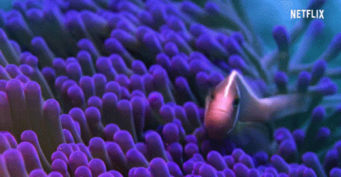 Coral Fish GIF - Coral Fish Reef GIFs