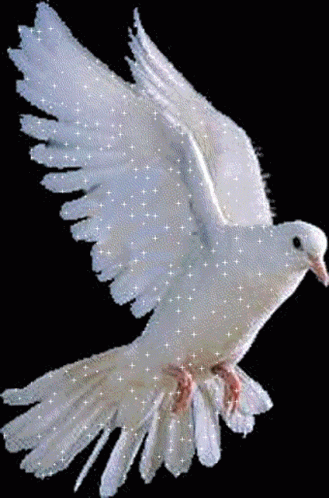 Fly White Dove GIF