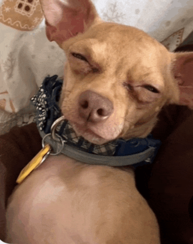 a small dog wearing a collar with a yellow tag on it