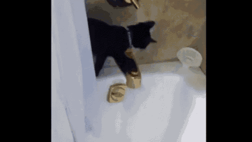 Cat Takes The Plunge GIF - Cat Water Bath GIFs
