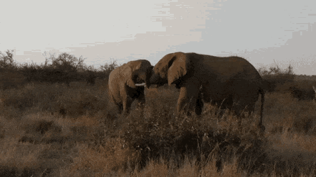 Elephants Imt Elephants Safari GIF - Elephants Imt Elephants Safari South Africa GIFs