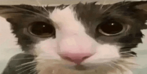 a close up of a black and white cat 's face .