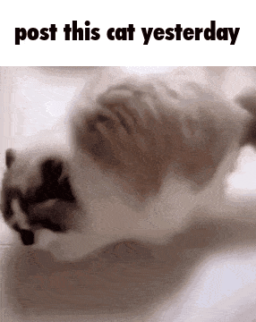 a cat is laying on its back with the words post this cat yesterday