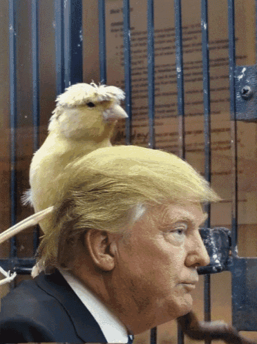 The Trump Transformation GIF - Trump Transformation Bird GIFs