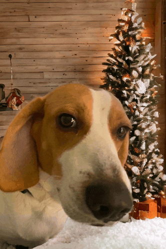 a brown and white dog laying in the snow in front of a christmas tree