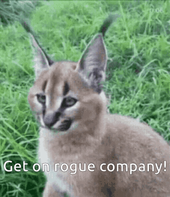 a caracal kitten is sitting in the grass with the words `` get on rogue company ! ''