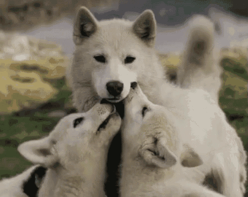a white dog with two puppies licking its face .