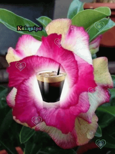 καλημερα Coffee GIF - καλημερα Coffee Flower GIFs