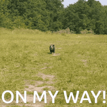 Beanie Dachshund Running On My Way GIF - Beanie Dachshund Running On My Way Dog Running GIFs