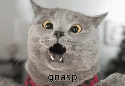 Cat Gasp GIF - Cat Gasp GIFs